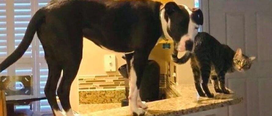 领养的流浪狗被家猫抓伤，它竟开始模仿猫的各种行为，变成狗猫？