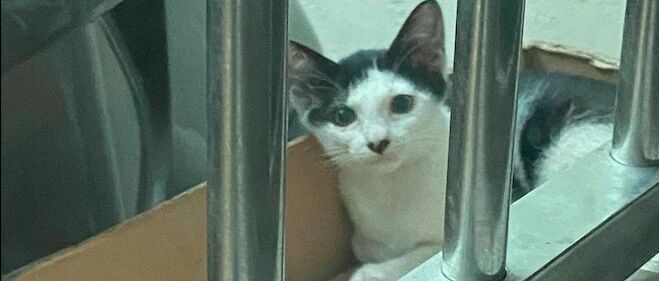 网友将流浪猫的孩子送养，猫妈不舍每晚凄凉哀嚎，好心办错事了？