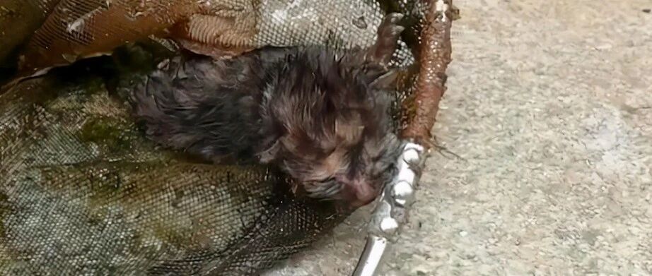 网友捡了只一个月大的猫，当猫妈找上来时拒绝归还，是对它好吗？