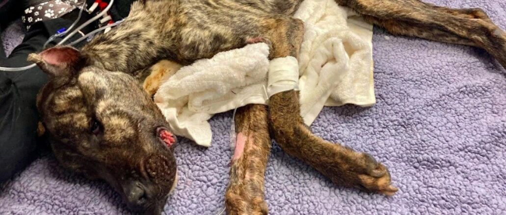 骨瘦如柴的狗狗运气爆棚，接连遇到3位贵人，过上人人羡慕的生活