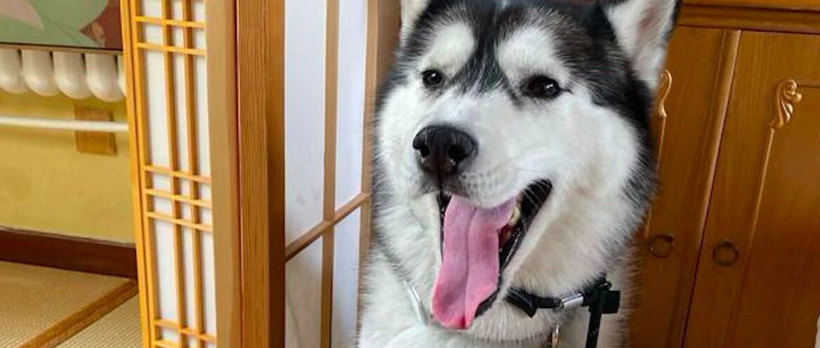 流浪哈士奇主动找上门求收养，摇身一变成为模特，赚的比主人还多