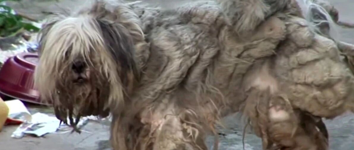 在街头生活5年之久的“狗夫妻”，每天轮流照顾孩子，负重找吃的