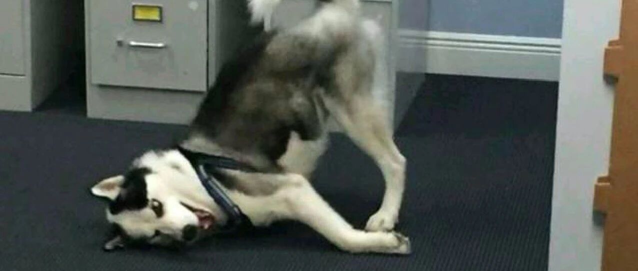 走丢二哈在警局蹭吃蹭喝3个月，为弥补损失，把它培养成警犬抵债