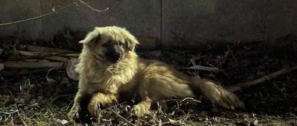 瘫痪狗每天都要爬小巷里，女孩好心救助它，得知背后原由令人心酸