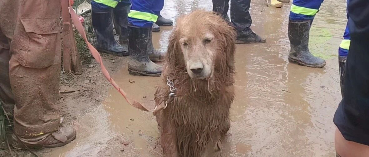 搜救犬退休后成社区明星，撒娇卖萌还学会拆家，但主人从不责骂它