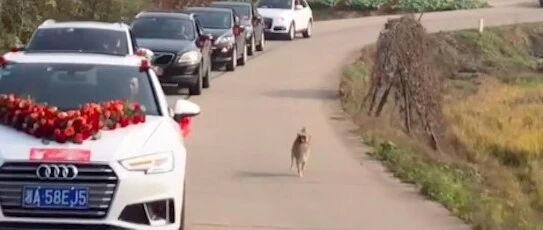 新娘出嫁，田园犬跟着婚车狂奔十几公里，最后因精疲力尽才停下来