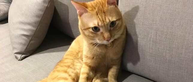 男子被诊断患癌，岳母借题发挥要送走猫，主人一句话霸气又感动！