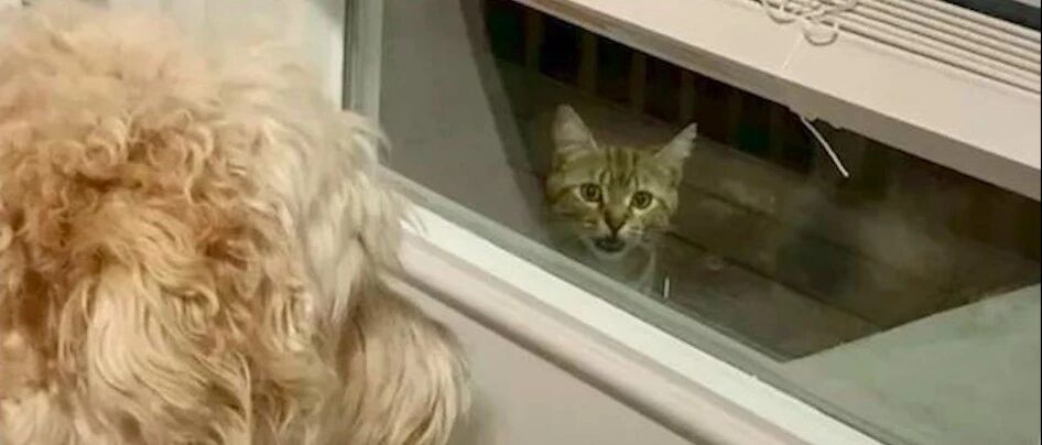 怀孕流浪猫主动找上门求收养，还让家里的狗喜当奶爸，猫生赢家！