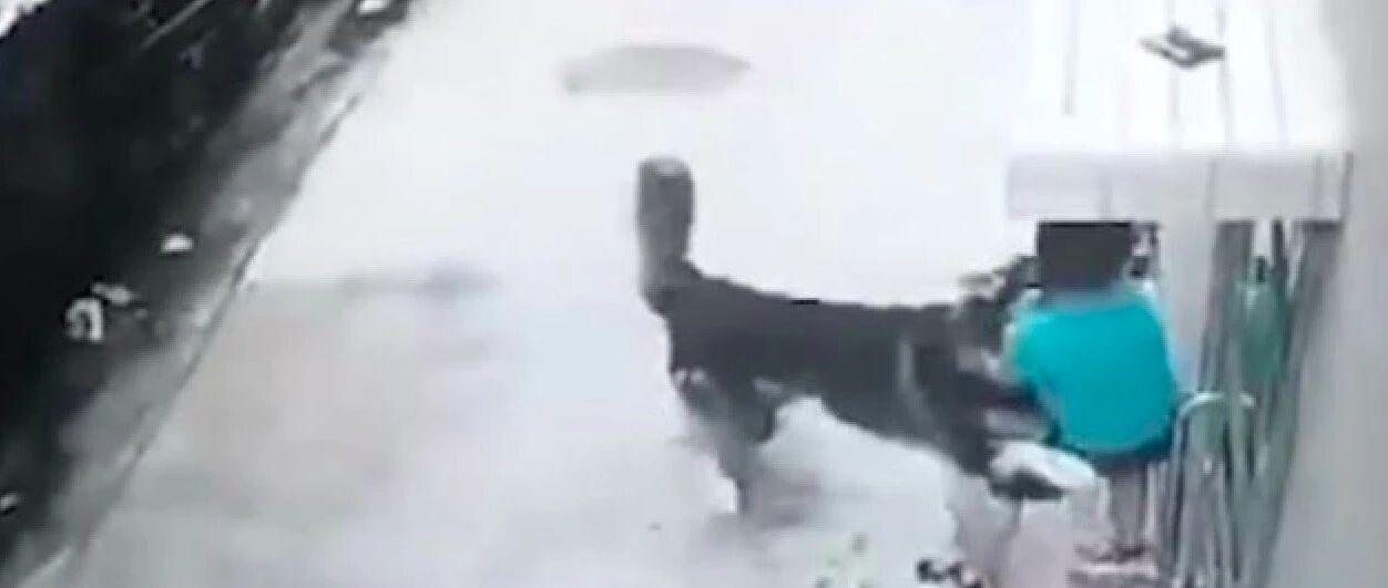 男孩朝阿拉斯加扔砖头，它愤怒挣脱铁链咬伤无辜学生，又气又心疼