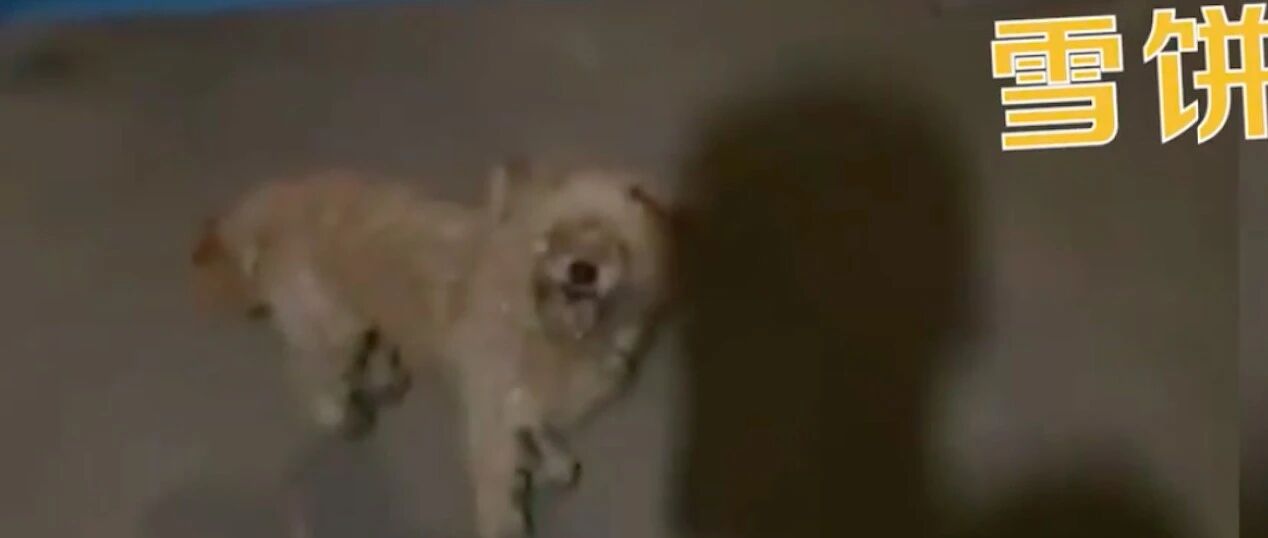 狗被送回老家后走丢，一个月后竟出现在家附近，走得指甲都磨平了