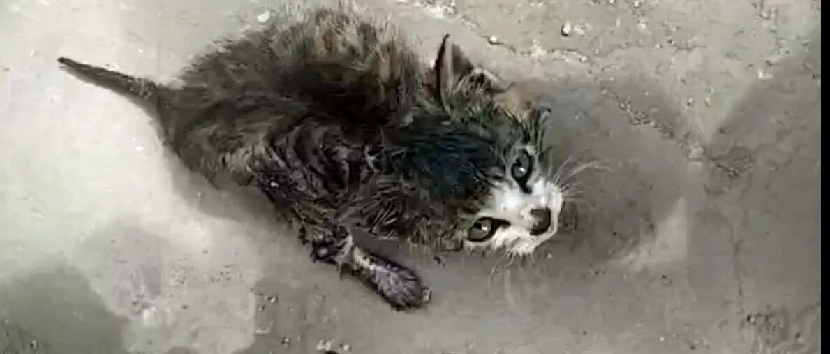 小猫咪碰瓷求路人帮助，只因它身上被涂满胶水，鼻子也被烟头烫伤