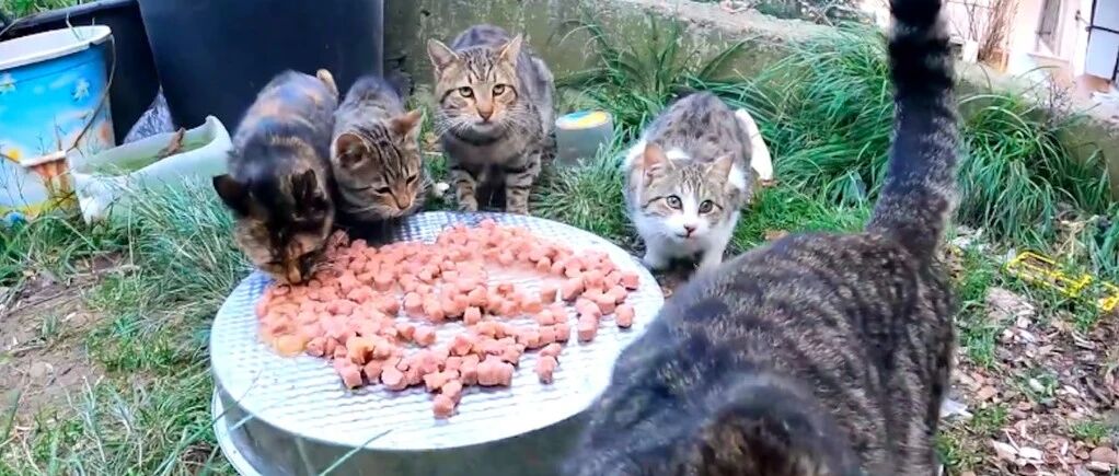 男子喂养流浪狗的路上，却被一只流浪猫截胡，为了孩子甘愿冒险！