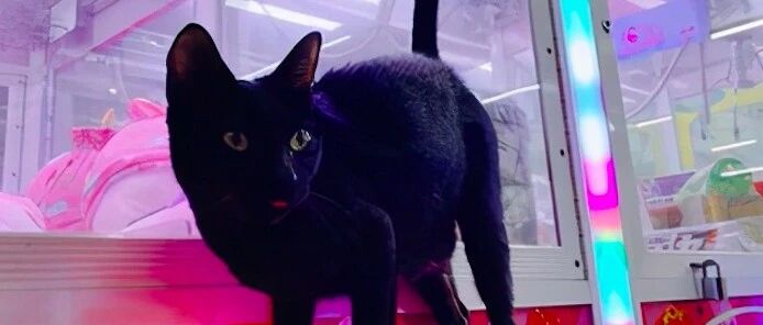 流浪猫在娃娃机里生产，大家守护秘密2个月，老板的做法让人称赞