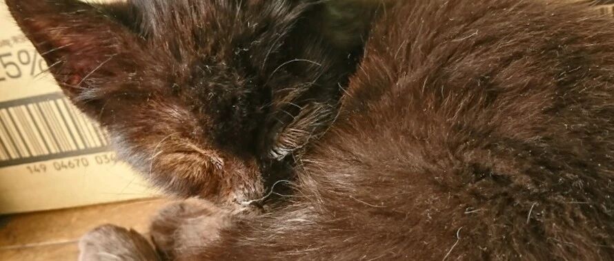 宠物猫不小心走丢，主人绝望时拜托流浪猫帮忙，几天后真找回来了