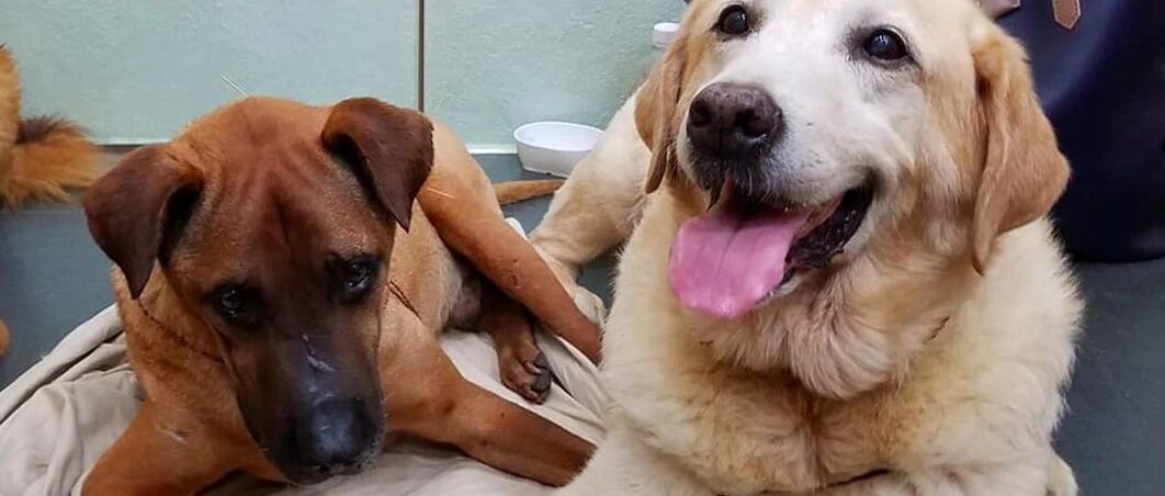 两只流浪狗相伴了十年，土狗患癌不幸去世，拉布拉多从此便绝食！