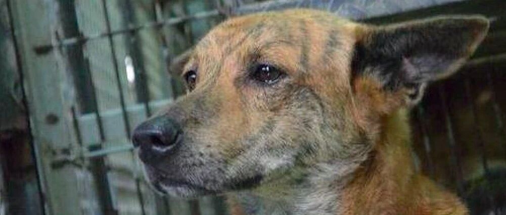 主人将狗带去屠宰场卖掉，失败后直接遗弃，狗子的眼神让人心疼！