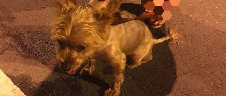 女孩捡到只走丢的狗，好心发文寻主却遭对方冷嘲：不知道扫芯片吗