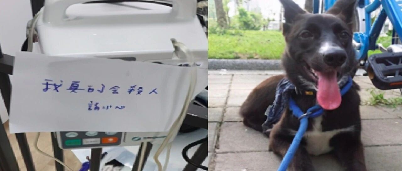 狗狗不吃食物半夜干呕，检查后让人感到不可思议，怎么吃进去的？