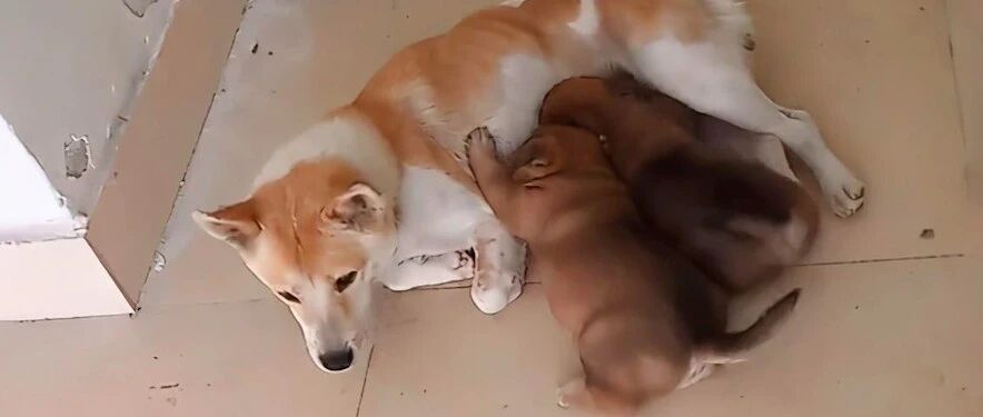 狗狗被遗弃后在家门口等主人，它的孩子出生又离开，也没等到结果