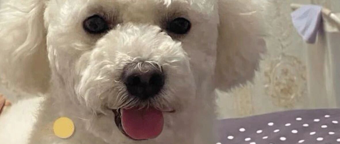 送比熊去宠物店做造型，舌头竟被剪烂，老板不想赔偿还隐瞒病情！