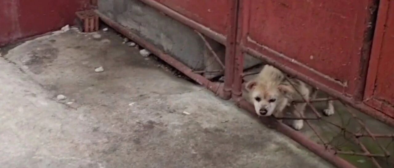 主人搬去城里新家，却拒绝将土狗带走，说配不上他们的身份地位！