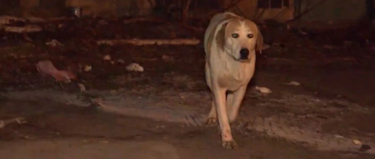 流浪狗在街头游荡，小姐姐抛出橄榄枝，它却没勇气跨出最后一步！