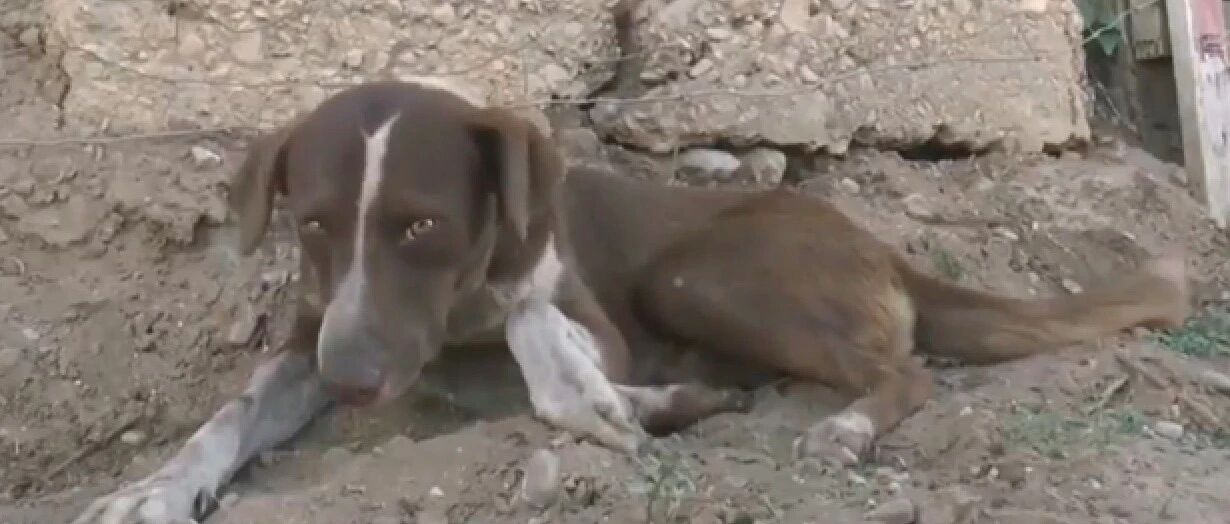 男子遭遇矿难去世，狗狗坚持在矿场等下去，捡拾垃圾吃也不愿离开