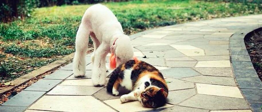 流浪猫饿了就来网友的家，无聊了找他家狗玩，但却始终拒绝被收养