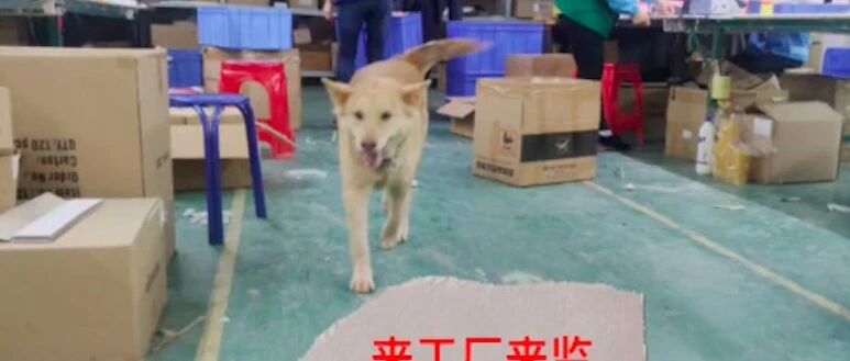 狗狗在厂里看大门当监工，老板每年发3万工资，员工都自愧不如！