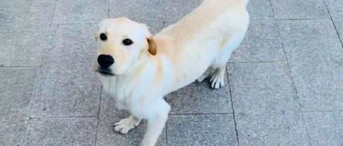 网友捡了只拉布拉多，当了解它身世后，气愤表示主人找来也不归还