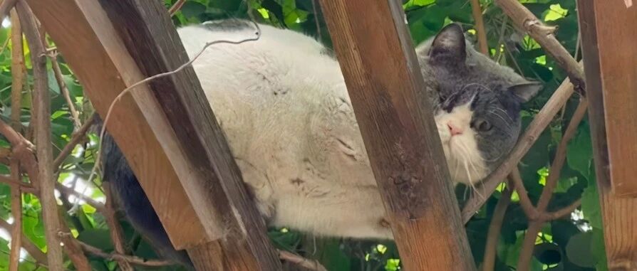 猫被送养半年后失踪，3个月后竟出现在10公里外，前主人的小区里