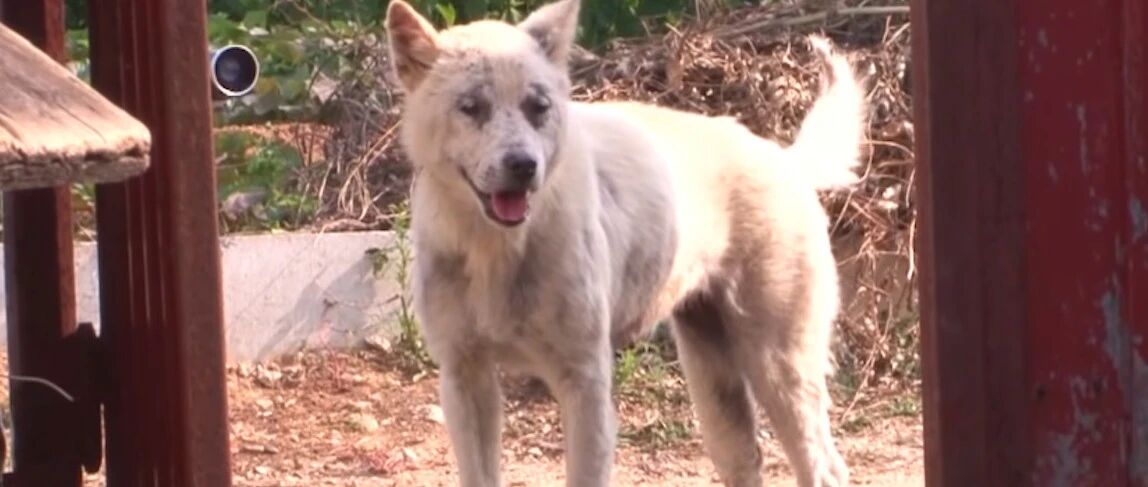 去世“爱犬”又回来找主人，老奶奶不敢相信，这是上天特别的缘分！