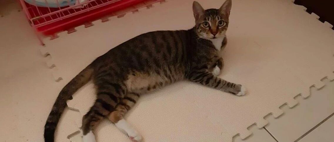 男子遗憾没能见贵宾犬最后一面，10年后它竟转世成只猫，再续前缘