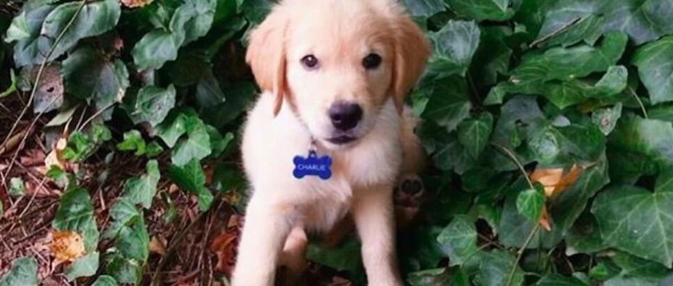 金毛陪伴女孩毕业到结婚，后因患癌离去，主人写的纪念文惹人落泪