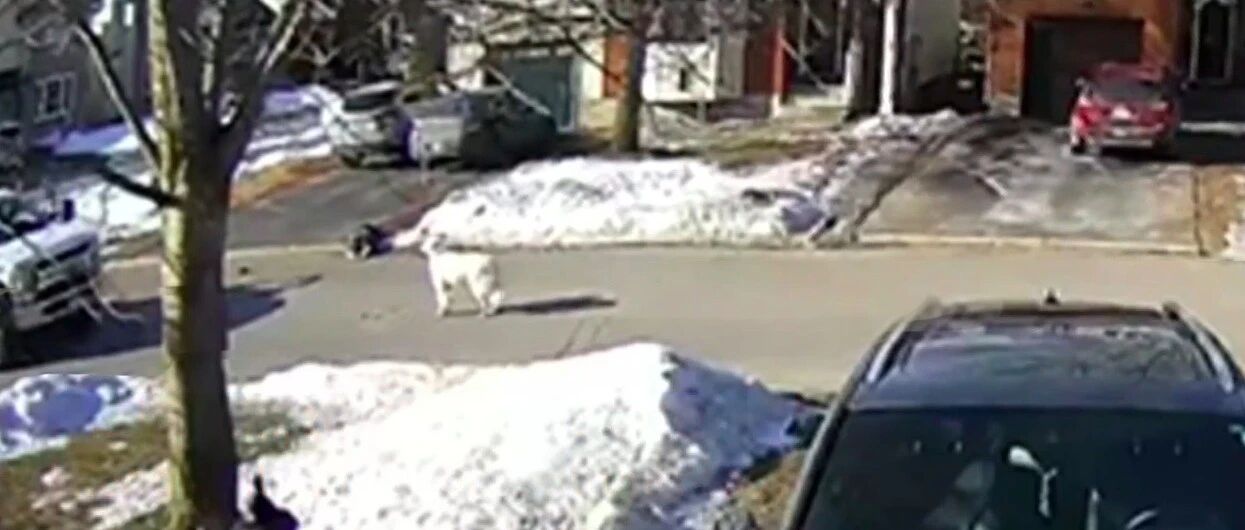 主人失去意识倒在路边，狗狗舍命用身体挡住货车，牺牲自己也值得