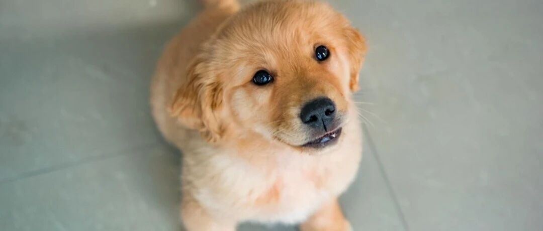 网友被迫将金毛送给朋友，时隔一年再去看它，场面让大男人也落泪