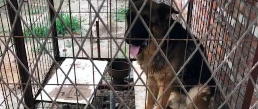 主人找到7年前被偷的德牧，却无法将它带回家，原因让人很无奈！