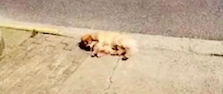 男子养了十几年狗，因嫌弃它年龄大而遗弃，上海警方：吊销狗证！