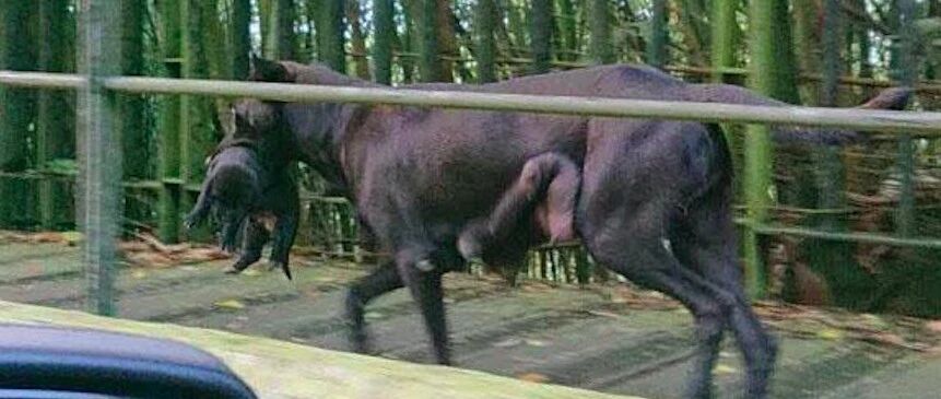 流浪狗无力照顾8只小狗，将它们都叼去民宿寻求帮助，结局很温暖