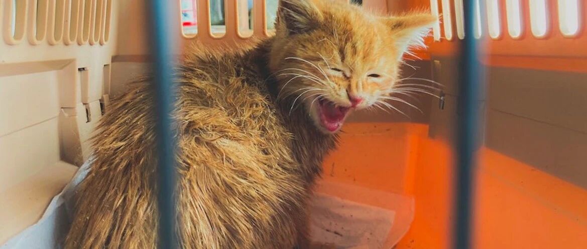 小猫被困在大雪中，由于无法确定位置，男子冒着严寒铲了3小时雪