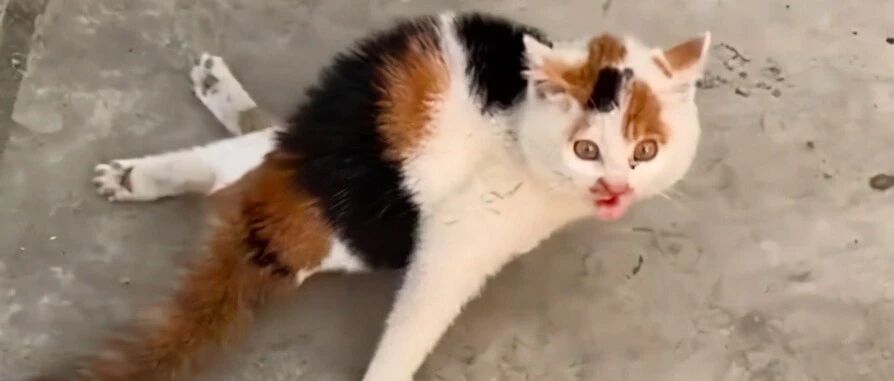 救了只后腿残疾的猫，网友竟建议安乐死，最后看到它重生让人想哭