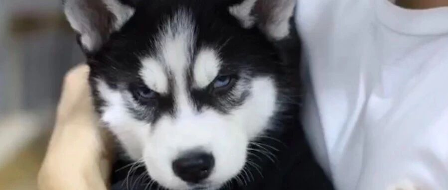 网购哈士奇到家几天就生病，商家将他拉入黑名单，最后无奈安乐死