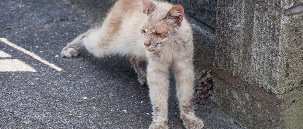 病重流浪猫倒在门口，可能猫财两空的情况下，男子依然选择救治它