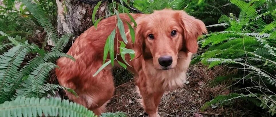 金毛被拴在桥下的杂草丛中，遗弃还选择如此隐蔽地方，意欲为何？