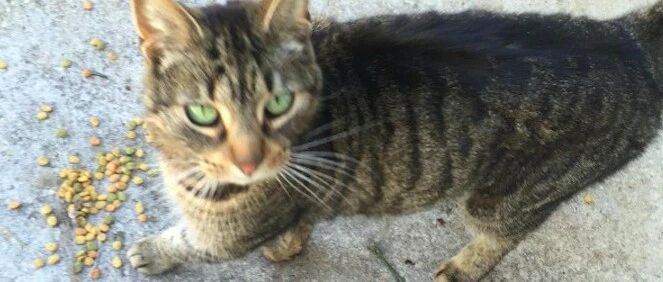 流浪猫被女子送去救助站，三天后凶巴巴地回来讨说法：我要住这里