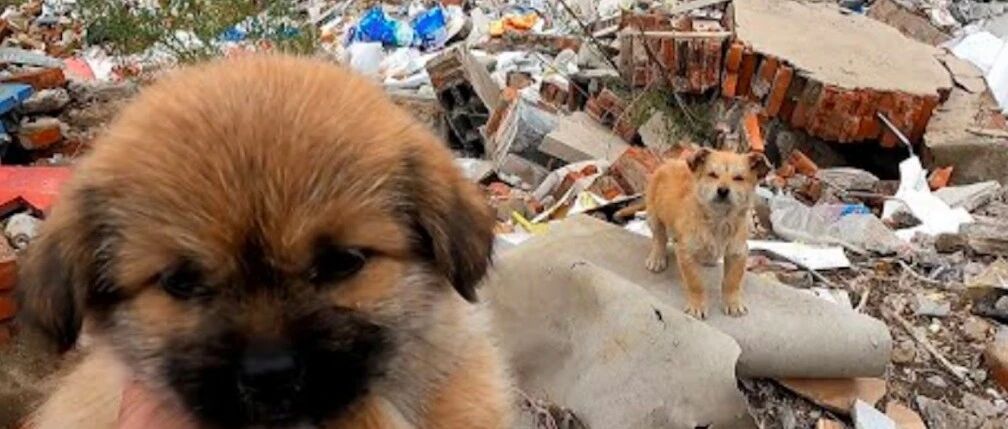 小奶狗在垃圾堆里生活，流浪狗自愿当保镖守护它，暖心行为太难得