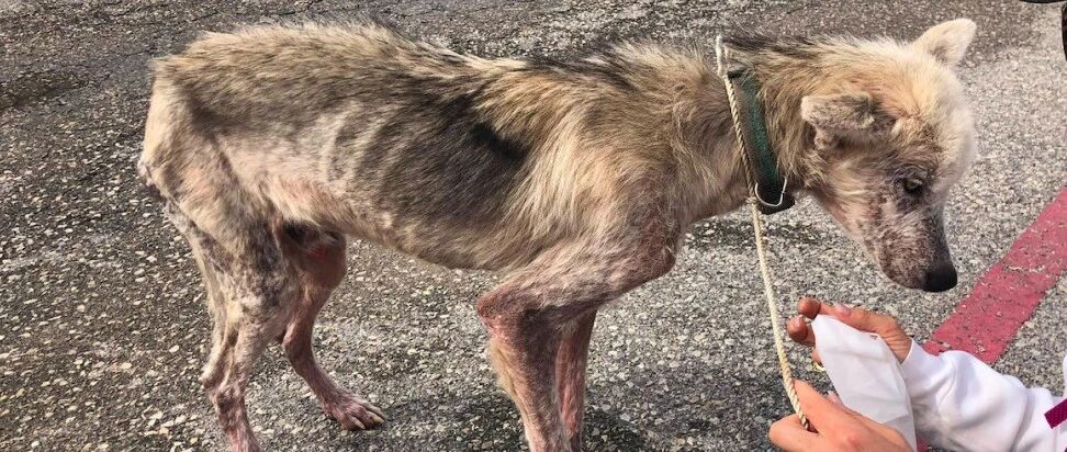 男子和前妻分手后，竟拿退回的哈士奇撒气，拴在树上想活活饿死它