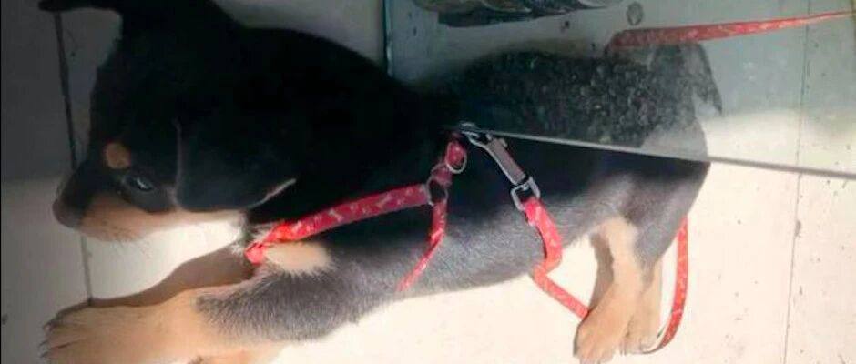 店老板好心收养一只流浪狗，没想到让他躲过了一场车祸，太幸运了