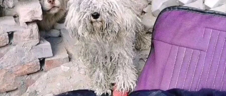 一只穿着小红鞋的流浪比熊犬，都要捂出皮肤病了，它还不舍得脱掉