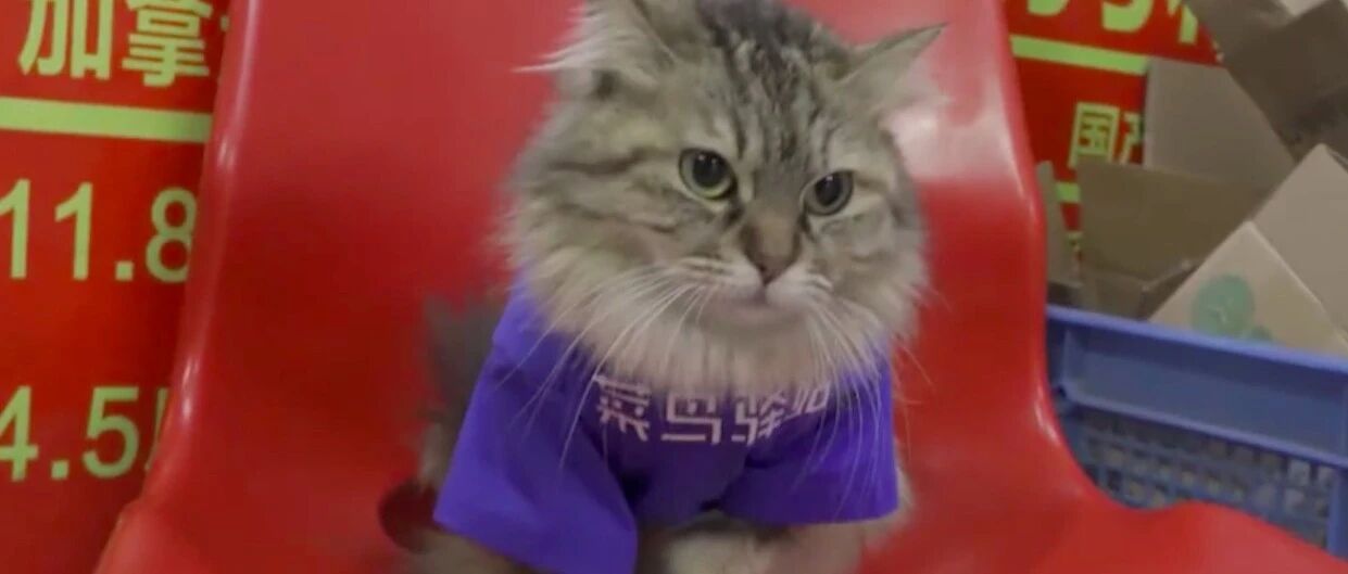 流浪猫被驿站收养，没想到好了之后开始报恩，像狗一样帮忙看店！